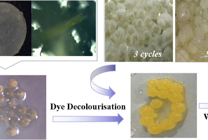 Study of Whiterot Fungus Immobilization on Leather Dye Wastewater